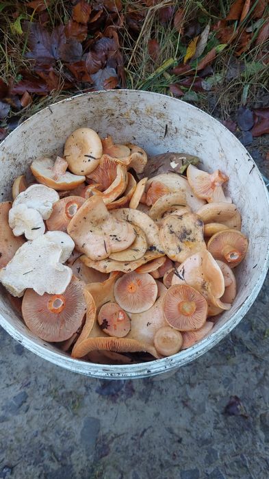 Rydze świeże z lasu 2kg