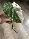 Monstera borsigiana variegata