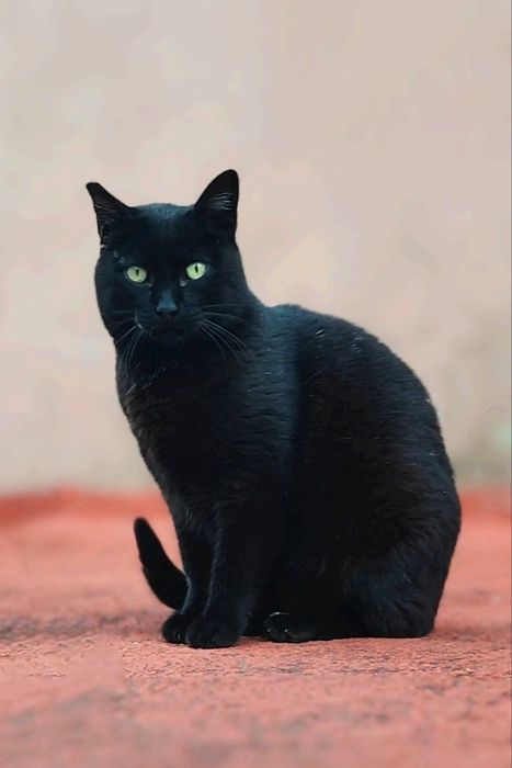 Adoção conjunta de gatos  Mãe e filho