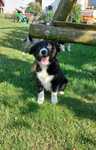 Border Collie suczka