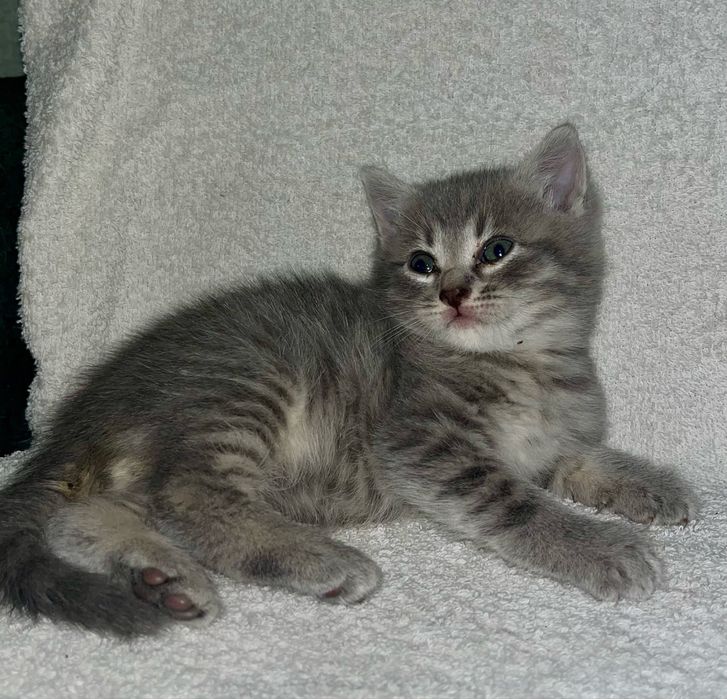 Кошенята хлопчики