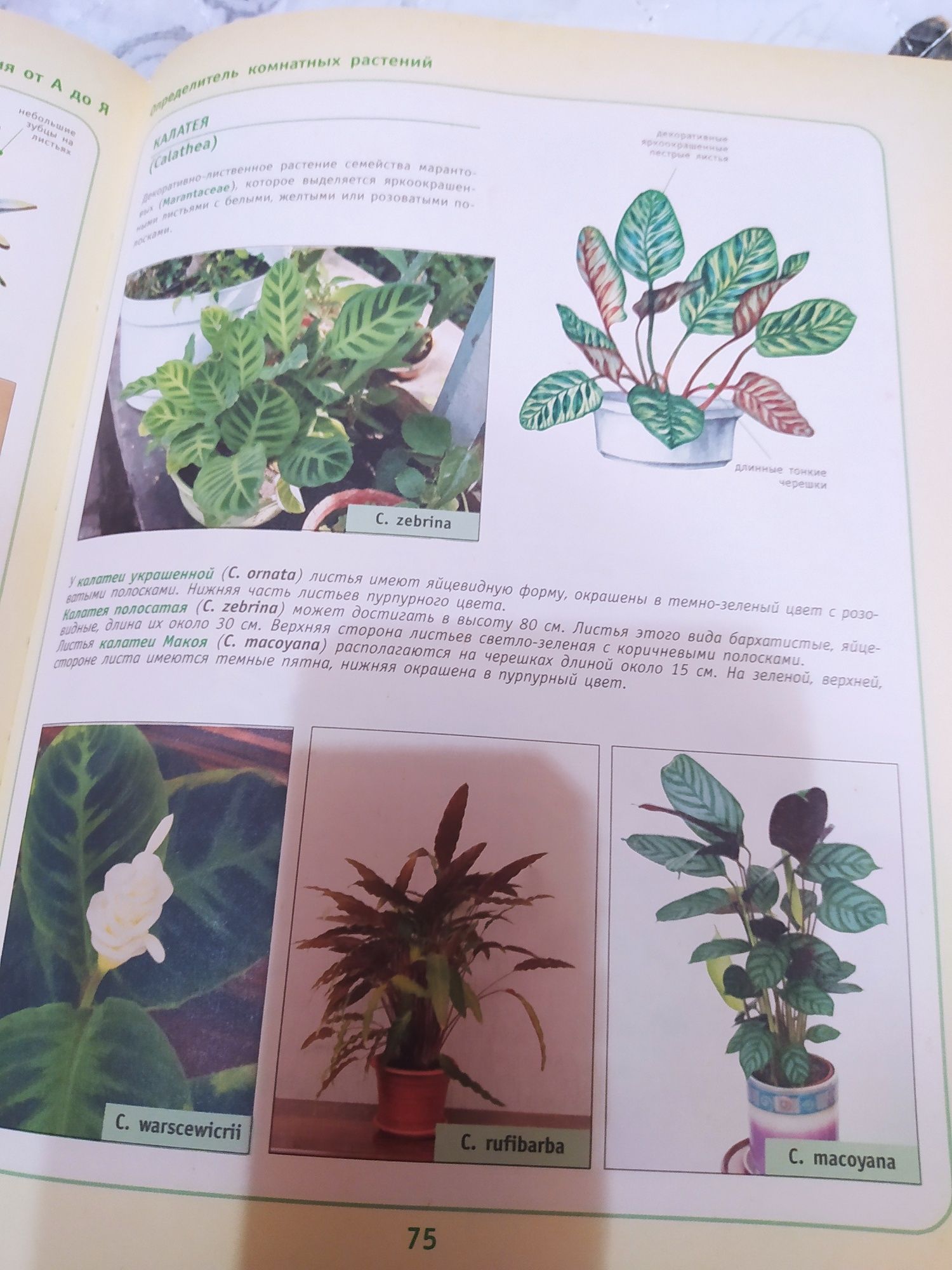 Комнатные растения от А до Я ( справочник- энциклопедия ) ,нова