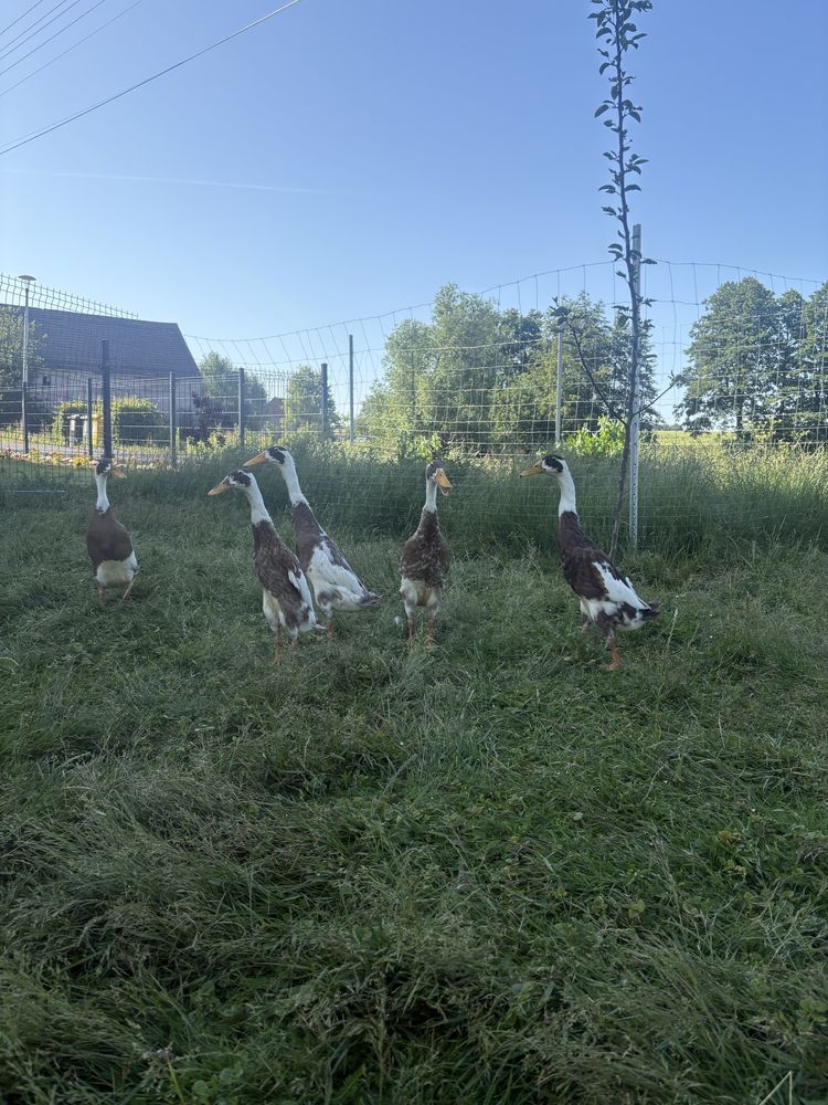 Kaczki biegusy sarnie