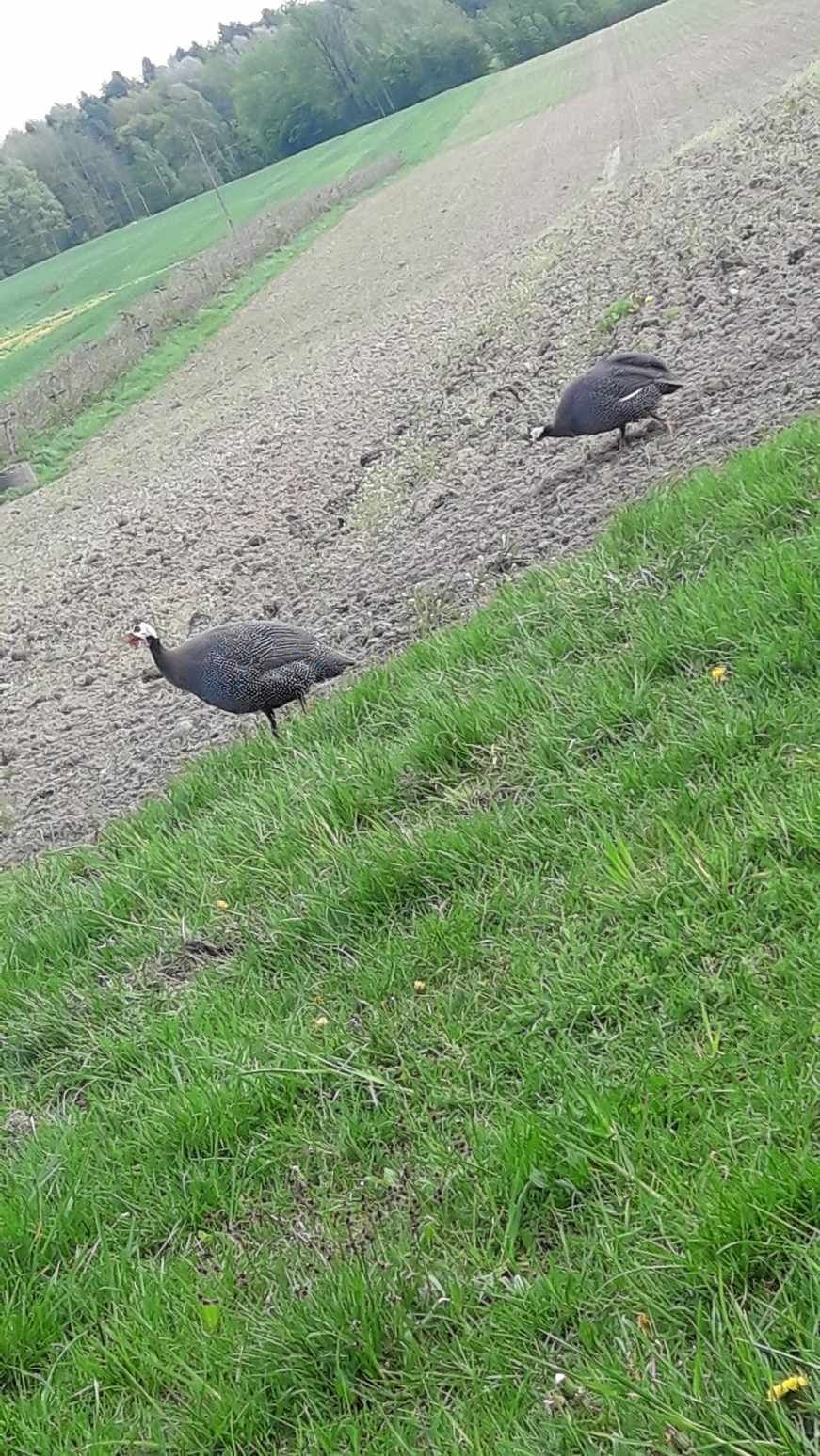 Perliczki.  Brak Wysyłki. Pary lub samce