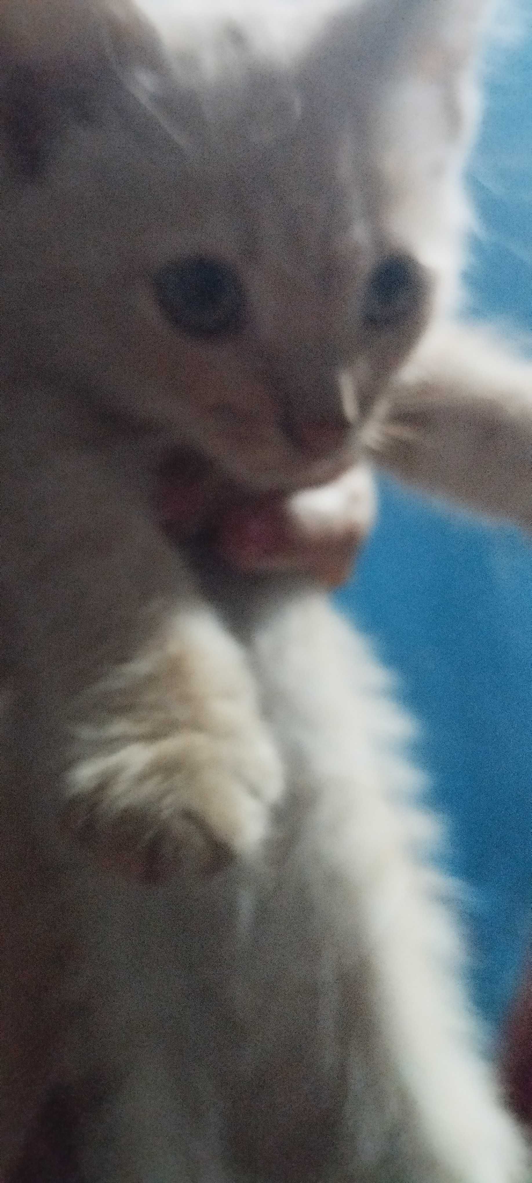 Котик персикового кольору