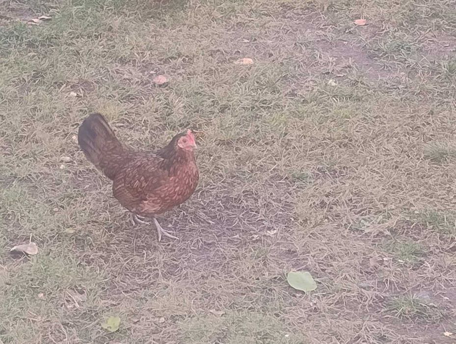 Продам курей породы королек