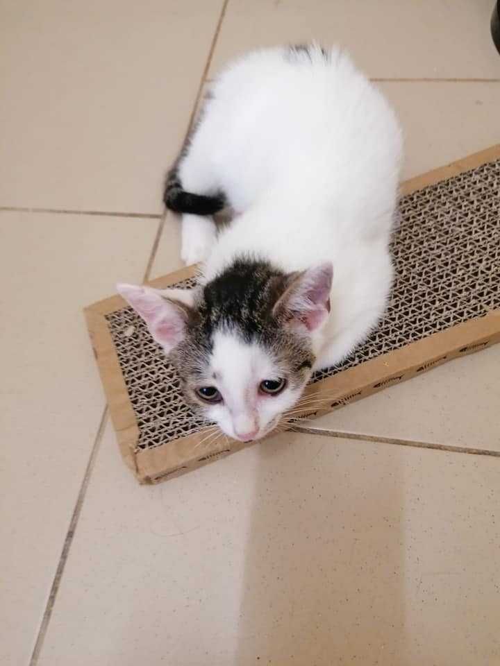 kot TOSIU szuka dla siebie dobrego domu