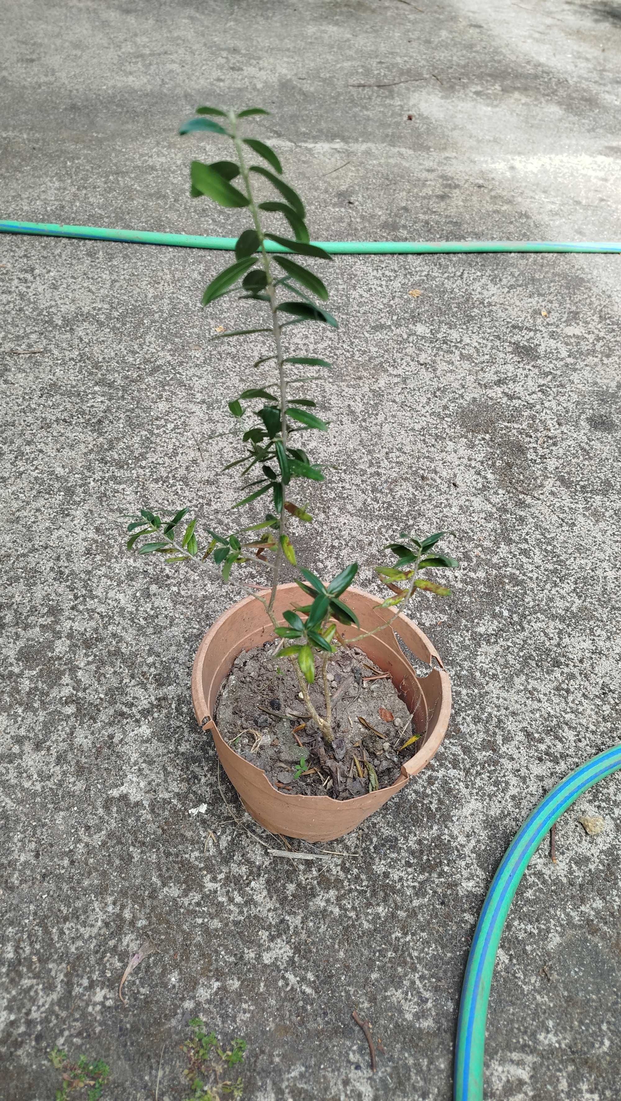 Duas oliveiras em vaso