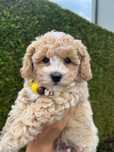 Bichpoo/Poochon/PudelToy/BichonFrise/ nie Maltipoo