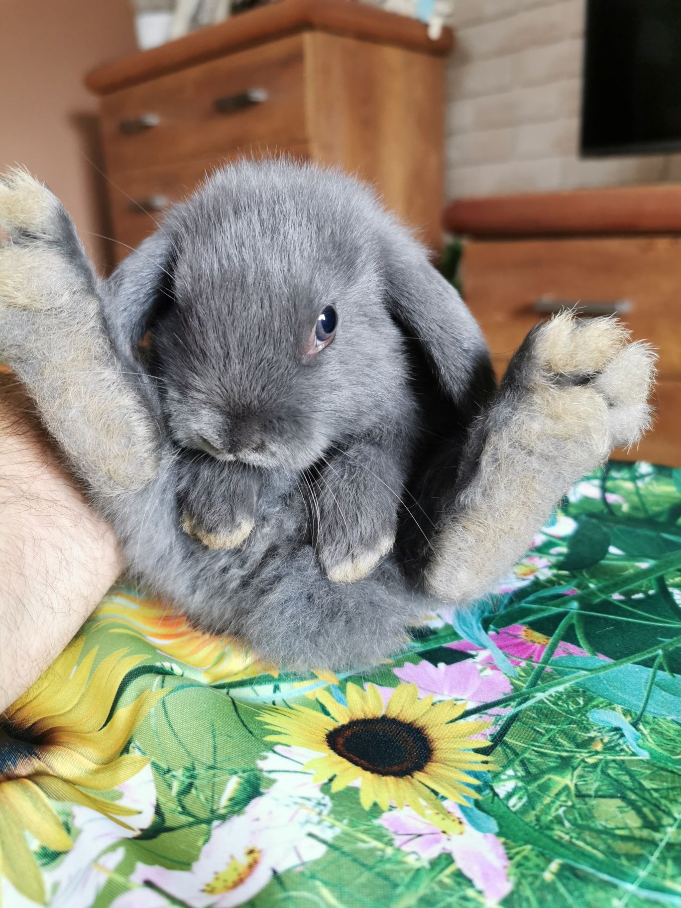 Mini lop.Baranek niebieski. Króliczki miniaturowe.