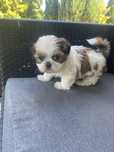 Kolorowe Shih tzu