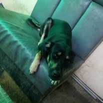 Cadela pequena treinada e estralizada | URGENTE