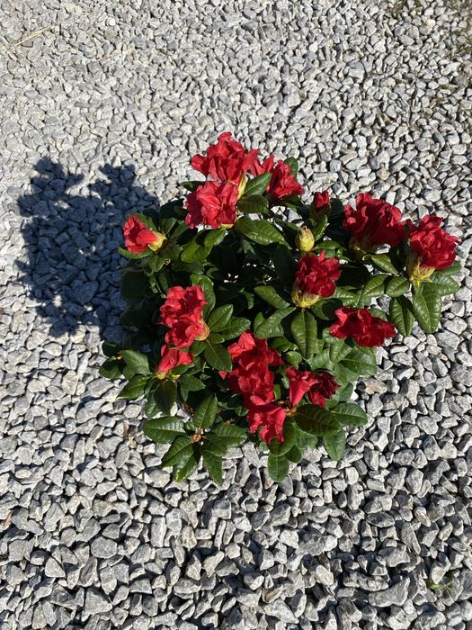 Rhododendron 'Scarlet Wonder'