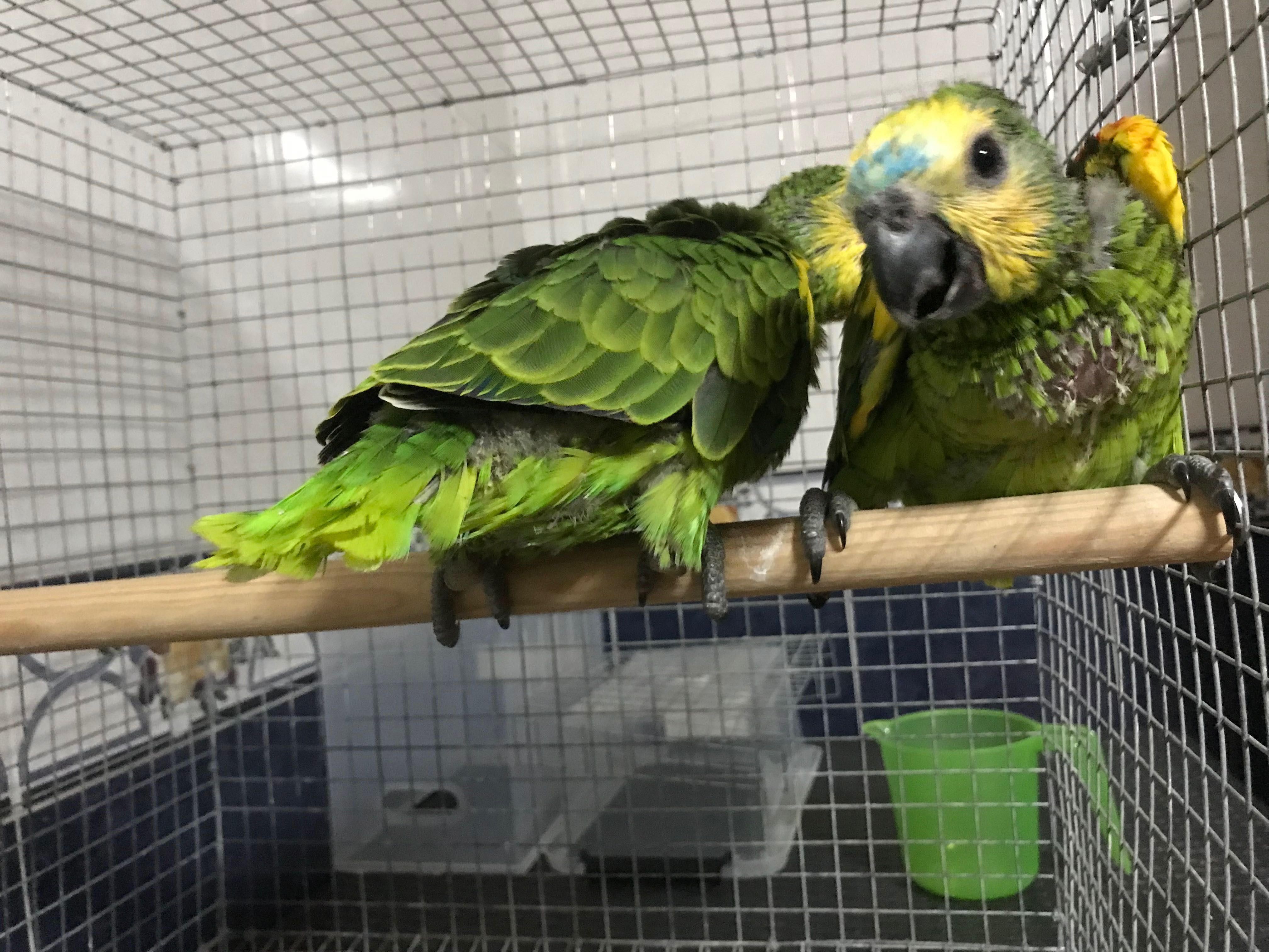 Papagaios astivas xanthopteryx super mansinhos