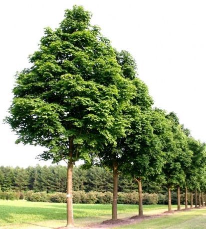 Продаем саженцы клена,граба,бука,дуба