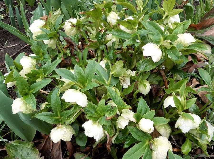 Клематис Виль де Лион, пион Mackinac Grand и др.cадовые цветы