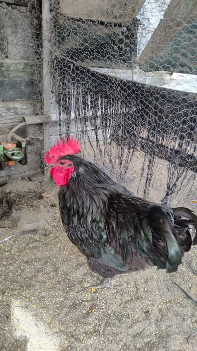 Pintos Jersey Gigante Negros Azuis e Splash