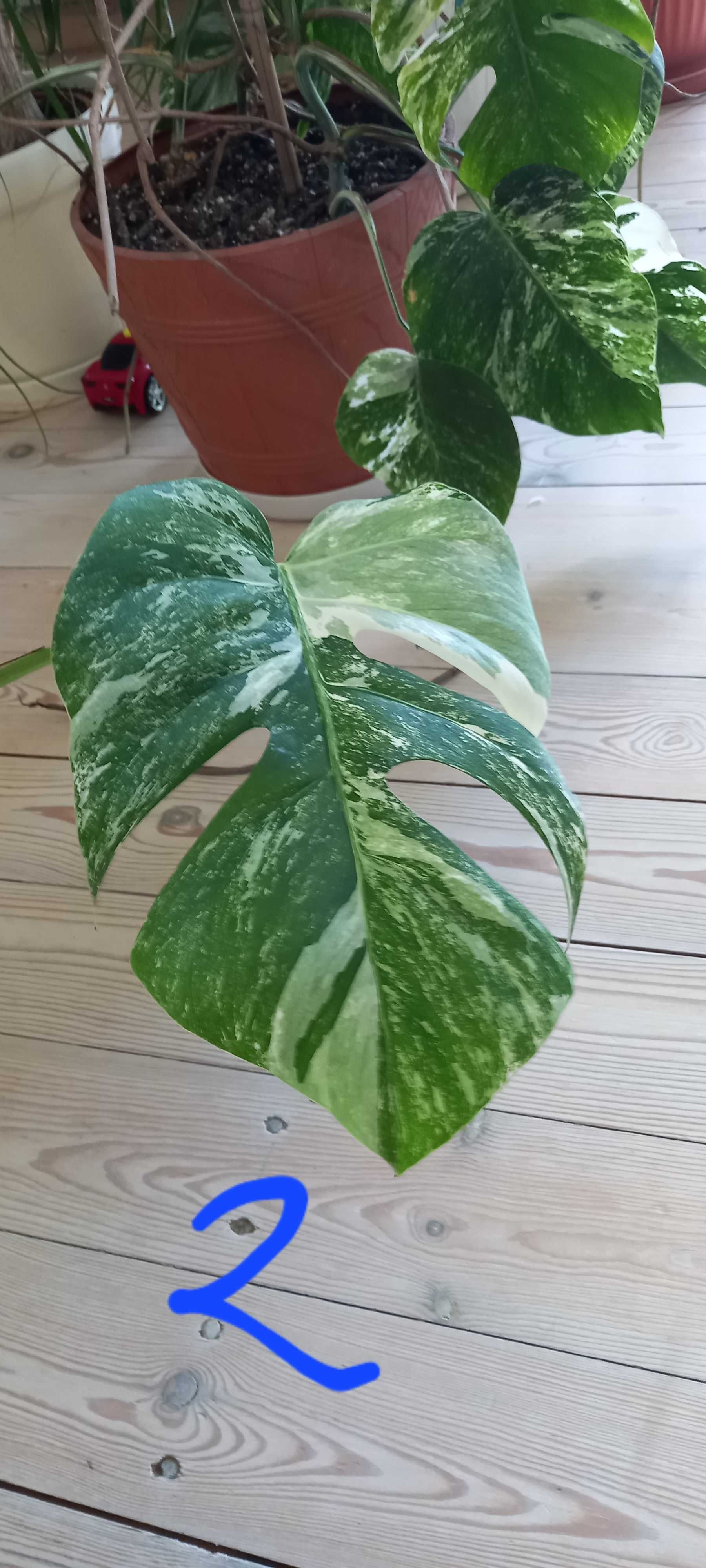 Sadzonki cięte monstery variegata