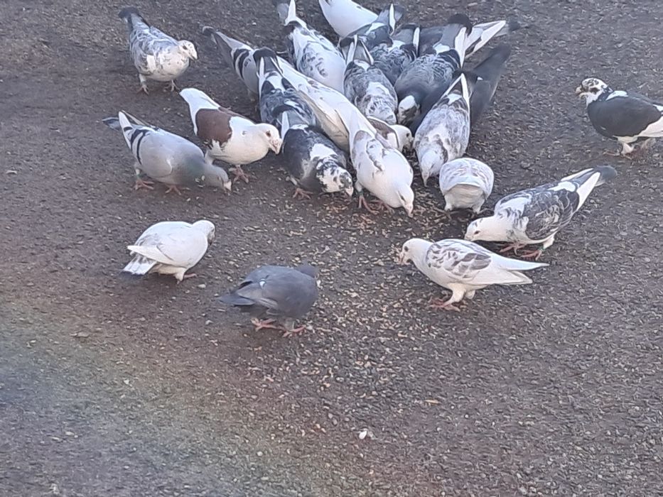 Gołębie staropolskie z 2025 r