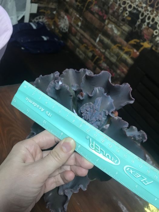 Суккулент Echeveria Ragamuffin ечеверія Рагамафін двуголова