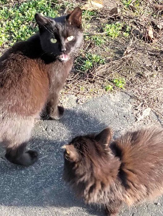 Кошенята шукають дім