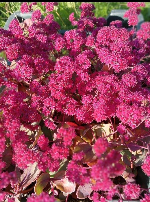 Rozchodnik Amber Red (sedum hybrida) 2 sztuki