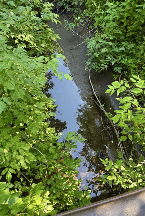 Ділянка 25 сот, с. Щербанівка, Обухів р-н