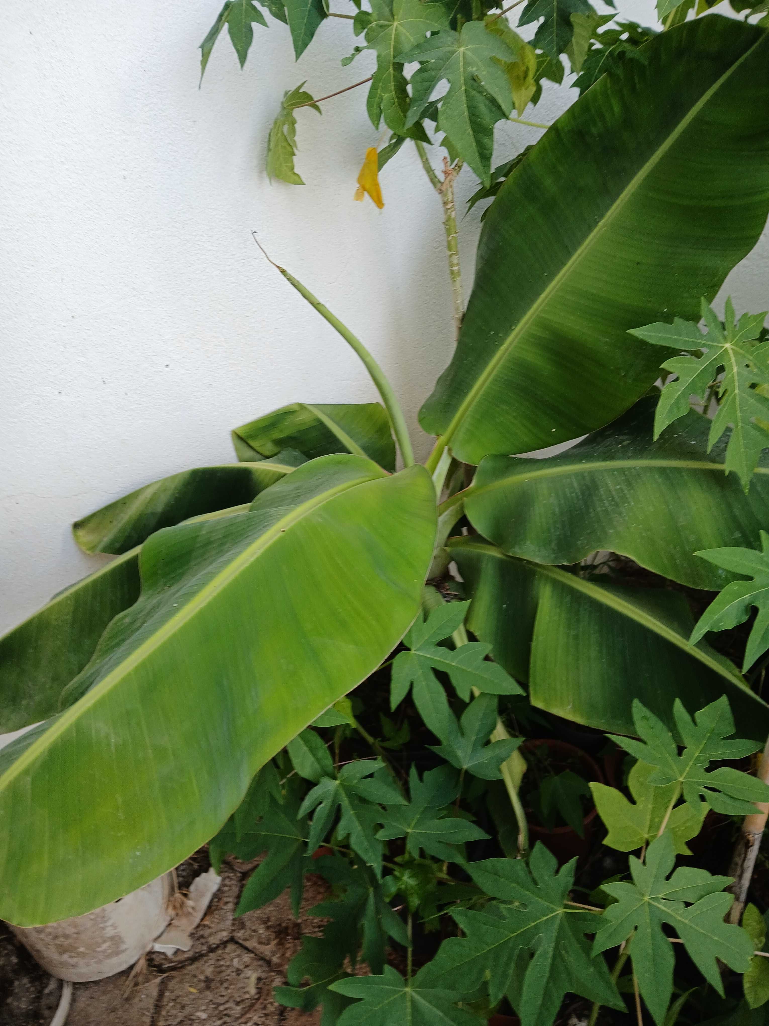 Bananeiras em vaso