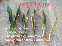 Сансевієрії, набори по бюджетній ціні