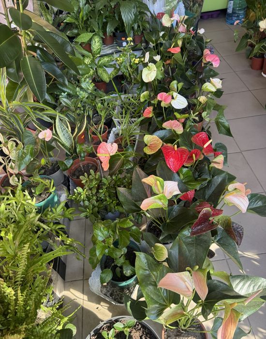 Распродажа антуриума от 200гривен с цветами