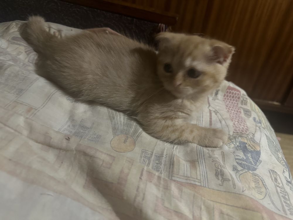 Продаеться  кошеня скоттіш фолд