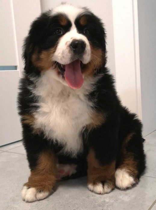 Berneński Pies Pasterski