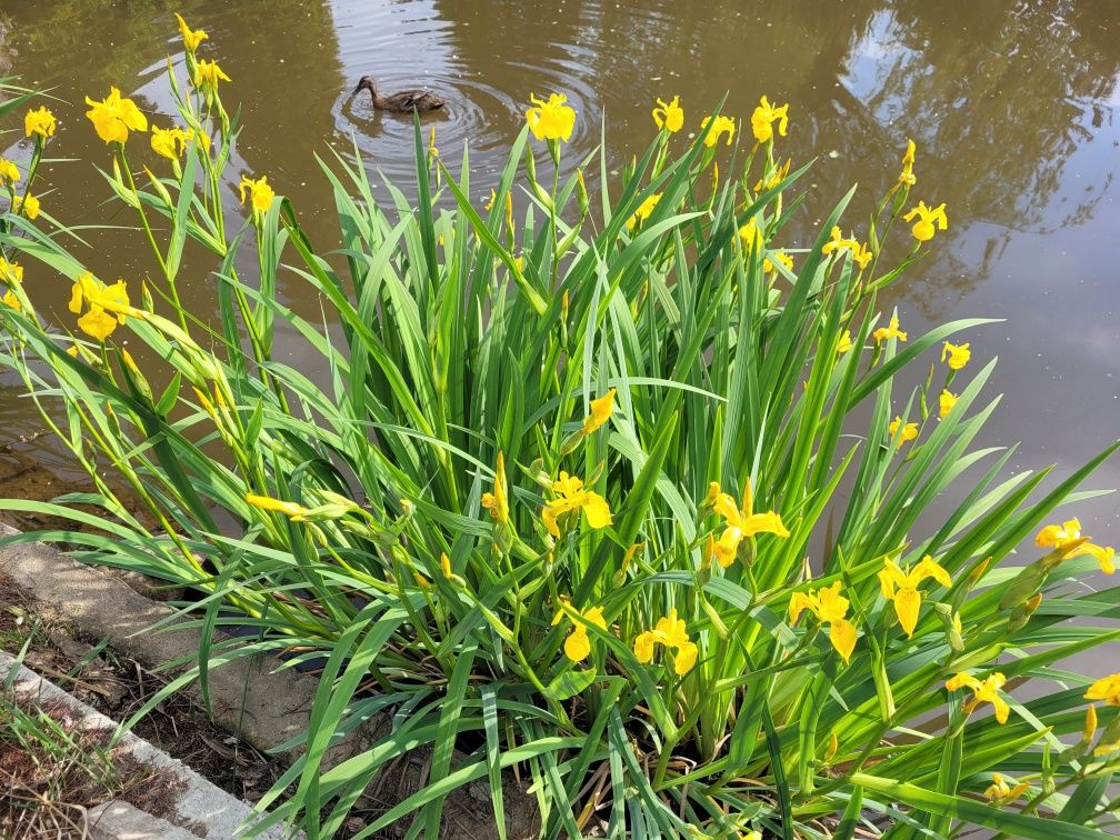 Irys wodny - Iris pseudacorus (kosaciec żółty)