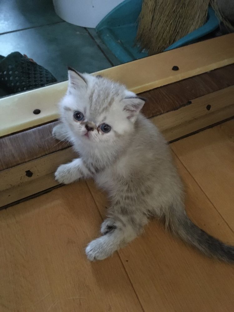 Котята окрас колор- поинт