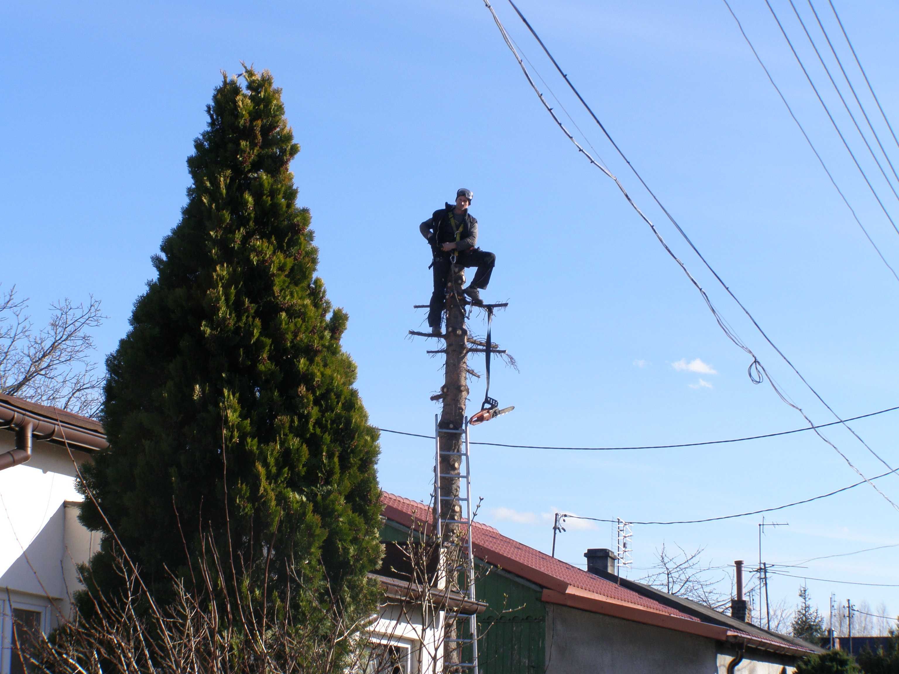 Wycinka i podcinka drzew , pielęgnacja - alpinistycznie