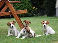 Jack Russell Terrier SUCZKA z prawej Rodzice FCI/ZKwP pure breedFEMALE
