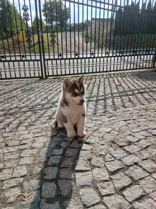 Sprzedam szczeniaka rasy Syberian husky z rodowodem