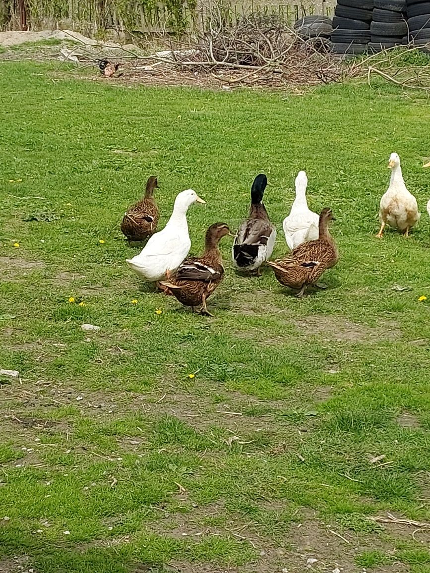 Sprzedam kaczki Staropolskie