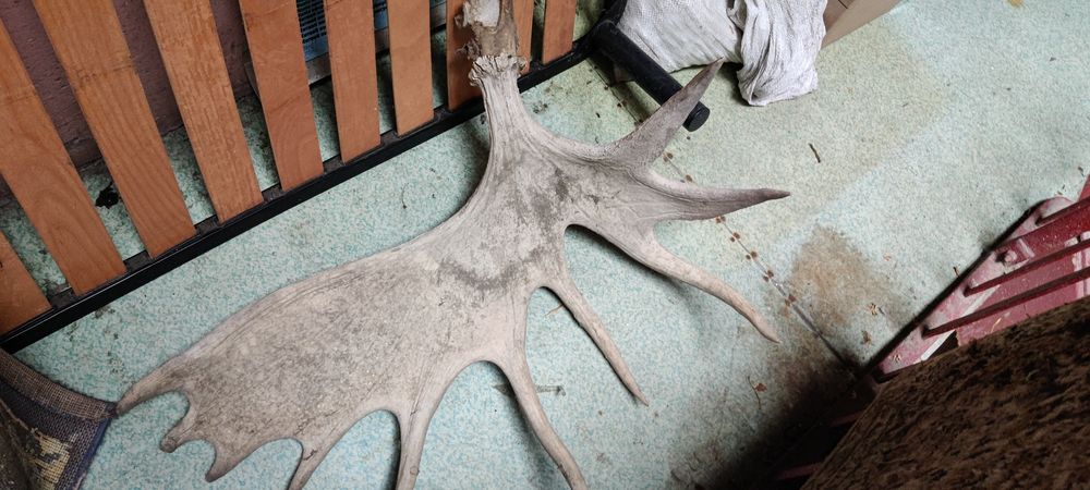 Продам лосячі роги