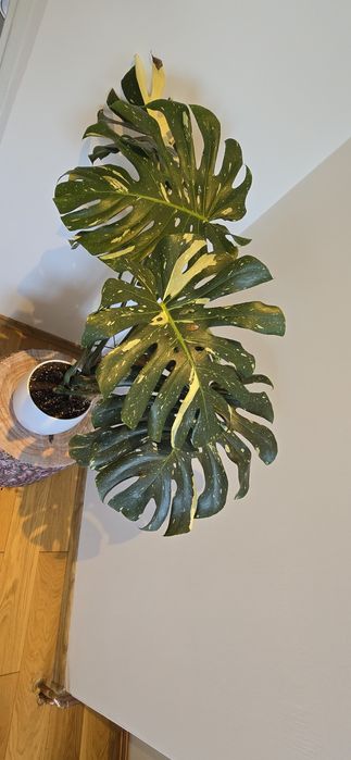 Monstera Thai Constellation Big Form!!!