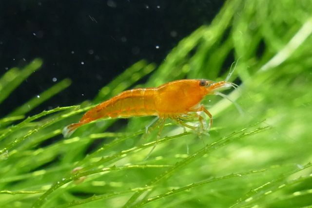 Krewetki akwariowe pomarańczowe Neocaridina Orange