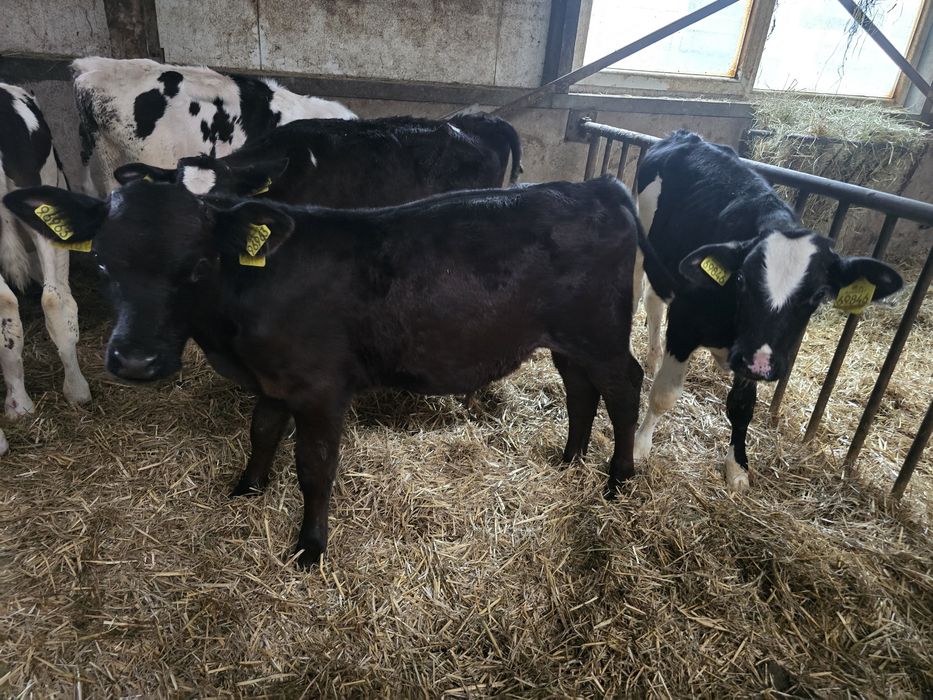 Sprzedam byczki opasy