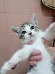 Reis- gatinho bebé para adoção responsável