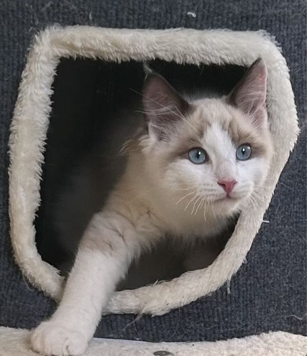 Szeryf  kocurek ragdoll seal bicolour
