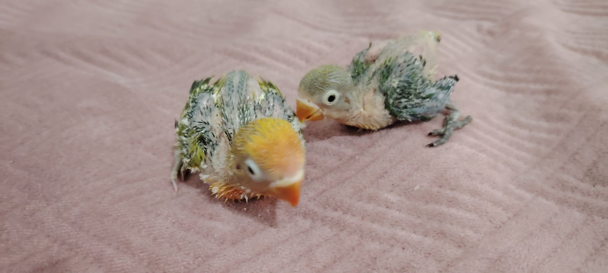 Agapornis Fischers .