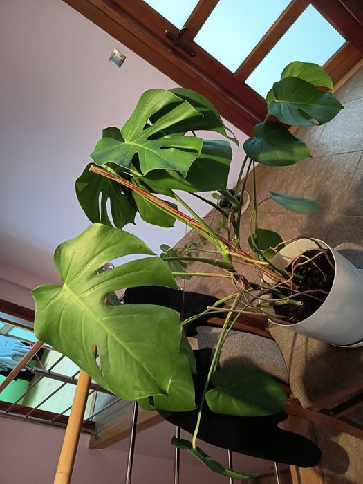 XXL Monstera dwupędowa