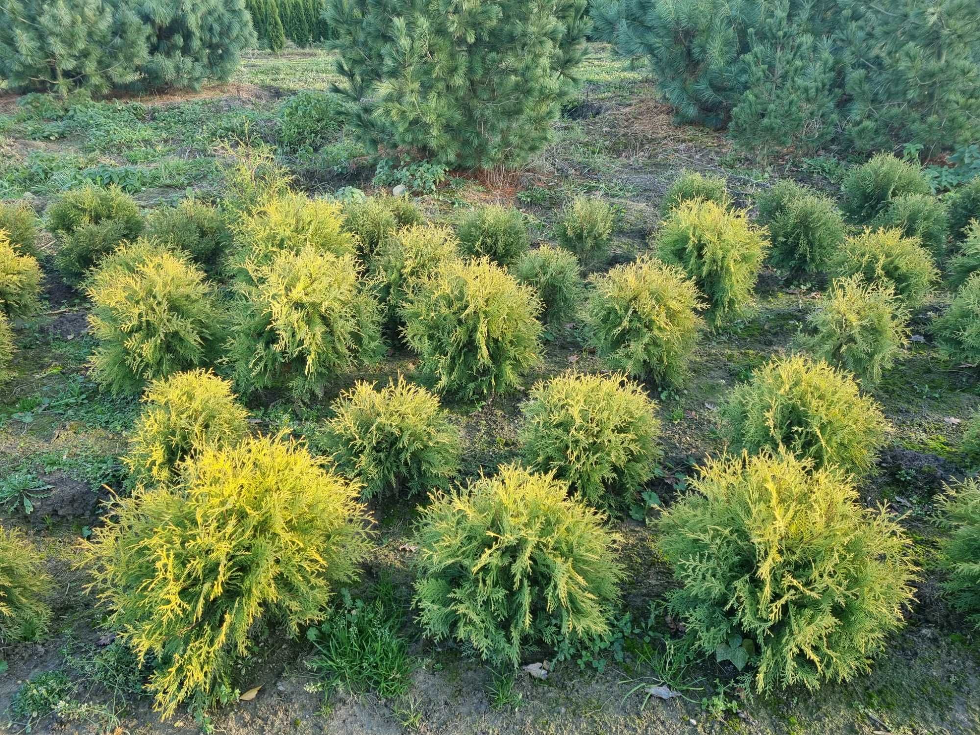 Tuja golden globe, żywotnik zachodni golden globe, thuja occidentalis