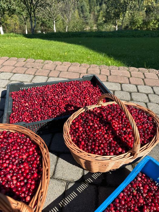 Żurawina leśna z bagien Podhalańskich