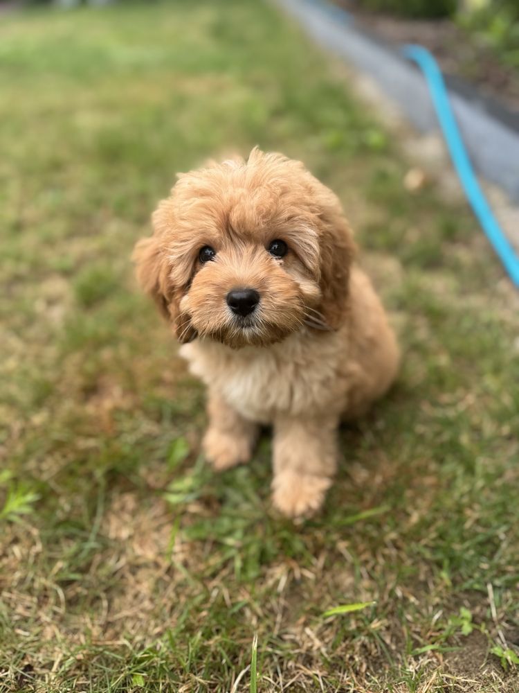 Cavapoo piekny piesek