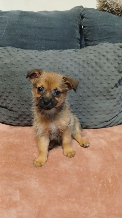 Do adopcji malutki piesek